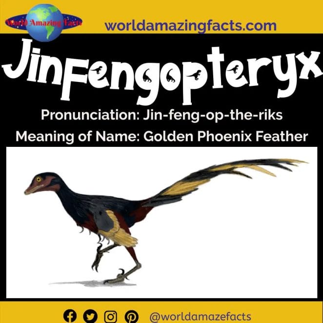 Jinfengopteryx dinosaur
