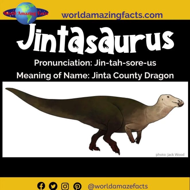 Jintasaurus dinosaur