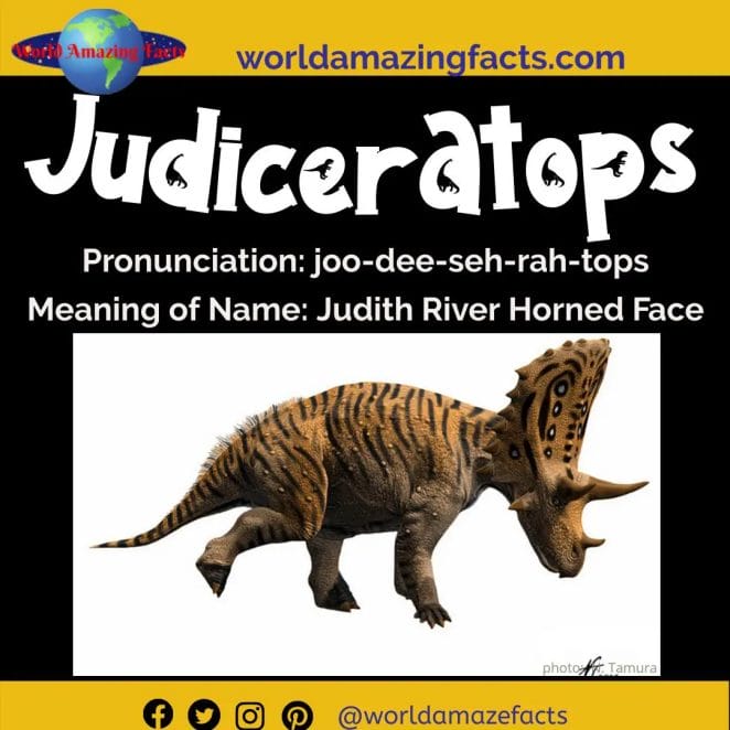 Judiceratops dinosaur