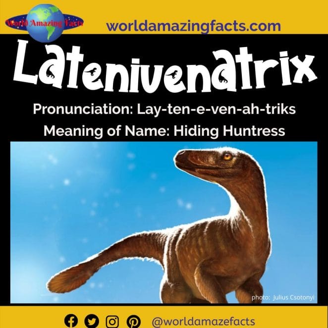 Latenivenatrix dinosaur
