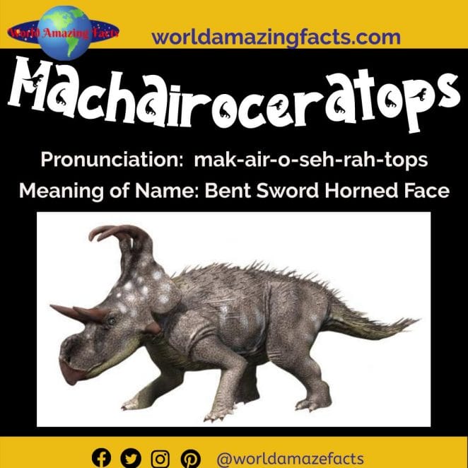 Machairoceratops dinosaur