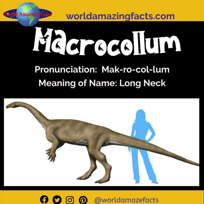 Macrocollum dinosaur