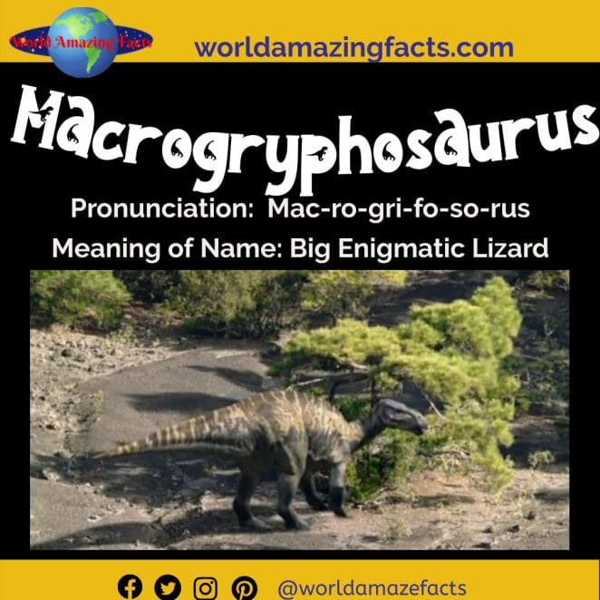 Macrogryphosaurus dinosaur