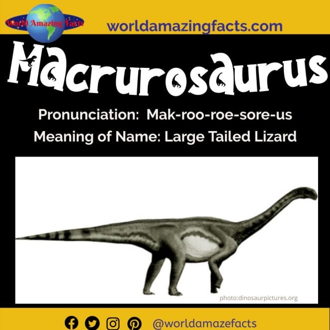 Macrurosaurus dinosaur