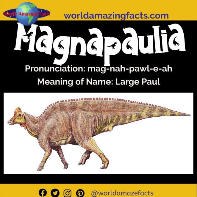 Magnapaulia dinosaur