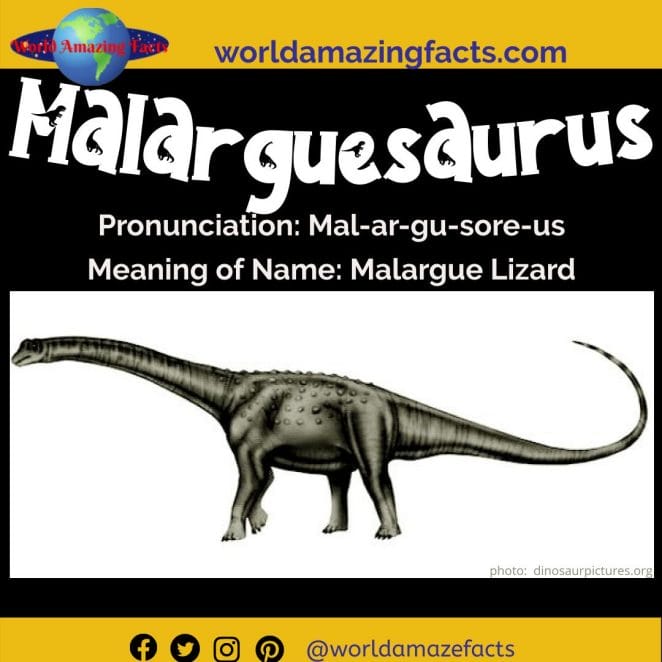 Malarguesaurus dinosaur