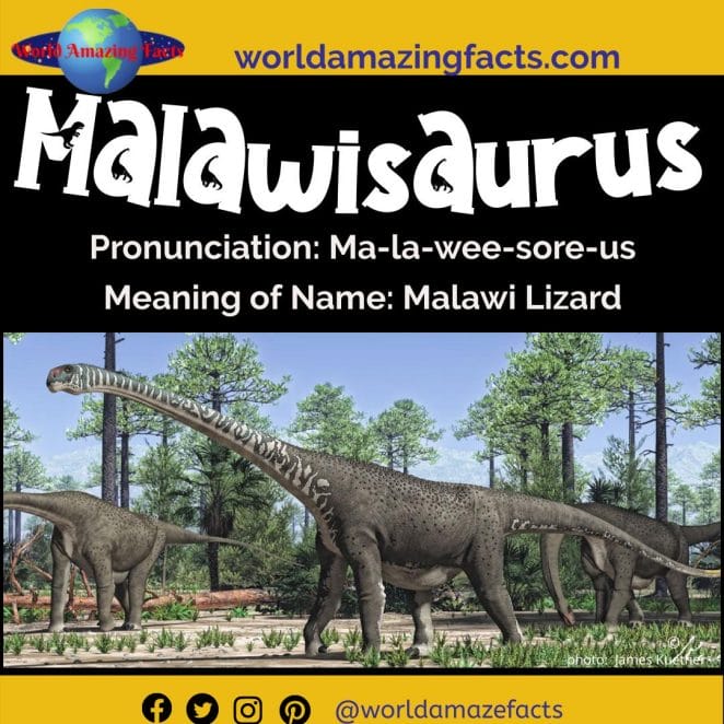 Malawisaurus dinosaur