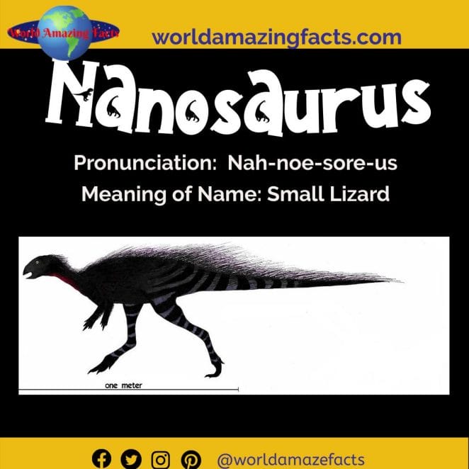Nanosaurus dinosaur