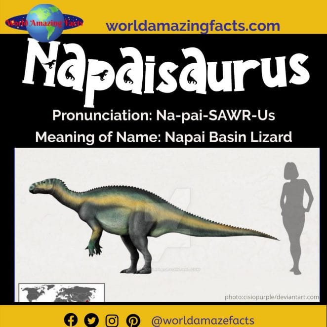 Napaisaurus dinosaur