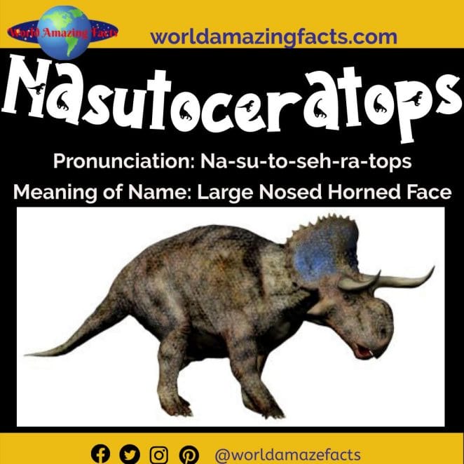 Nasutoceratops dinosaur