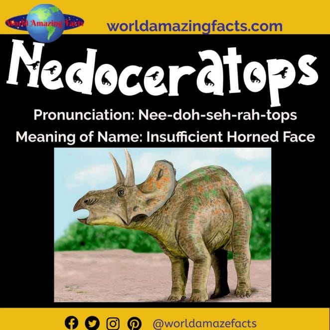 Nedoceratops dinosaur