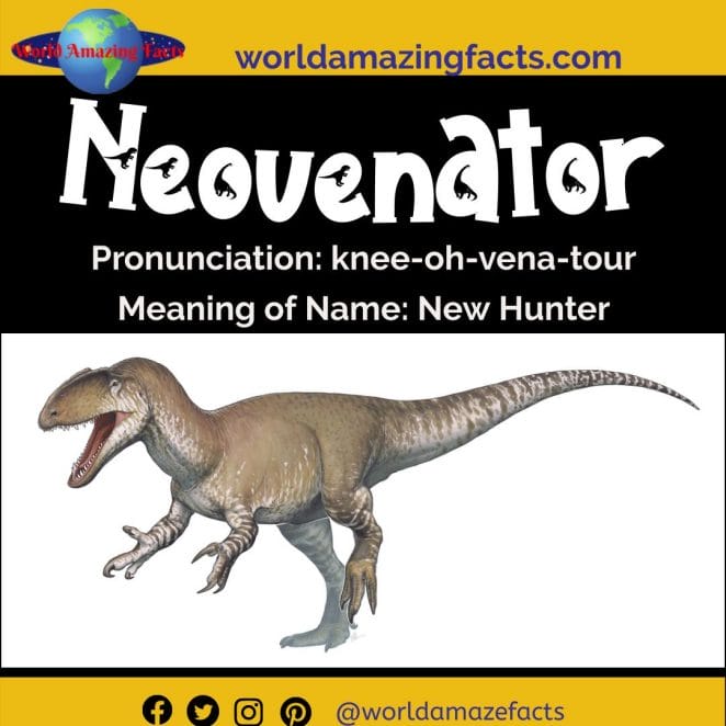 Neovenator dinosaur