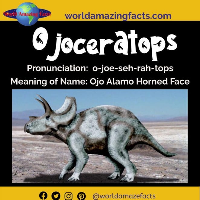 Ojoceratops dinosaur