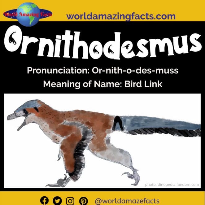 Ornithodesmus dinosaur