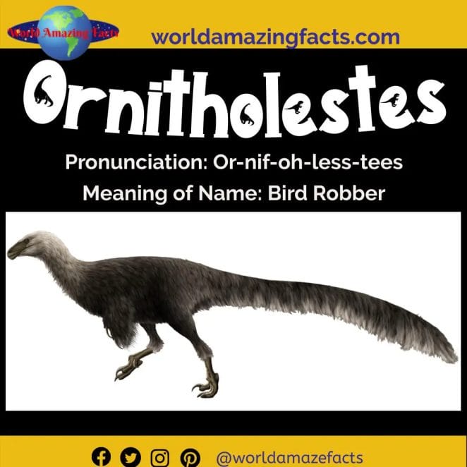 Ornitholestes dinosaur