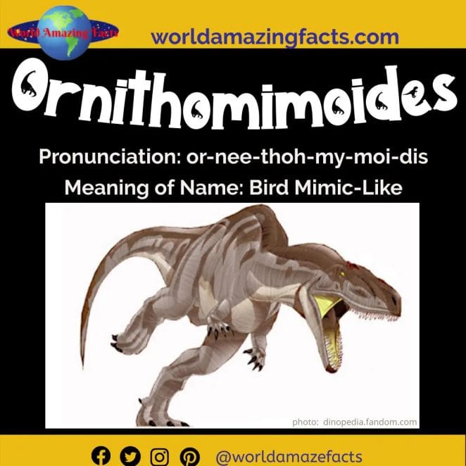 Ornithomimoides dinosaur