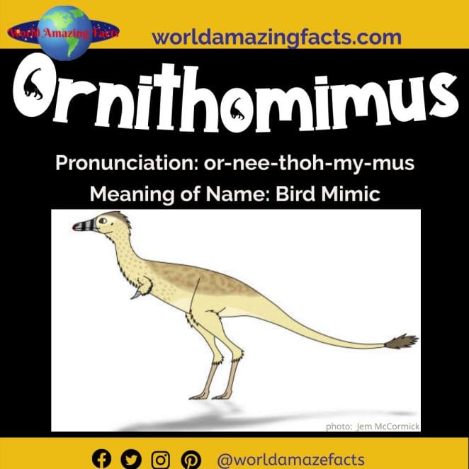Ornithomimus dinosaur