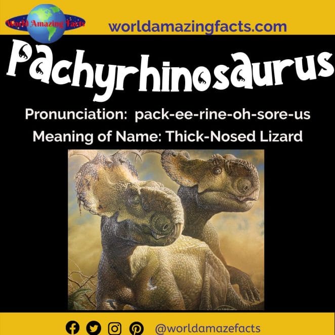Pachyrhinosaurus dinosaur