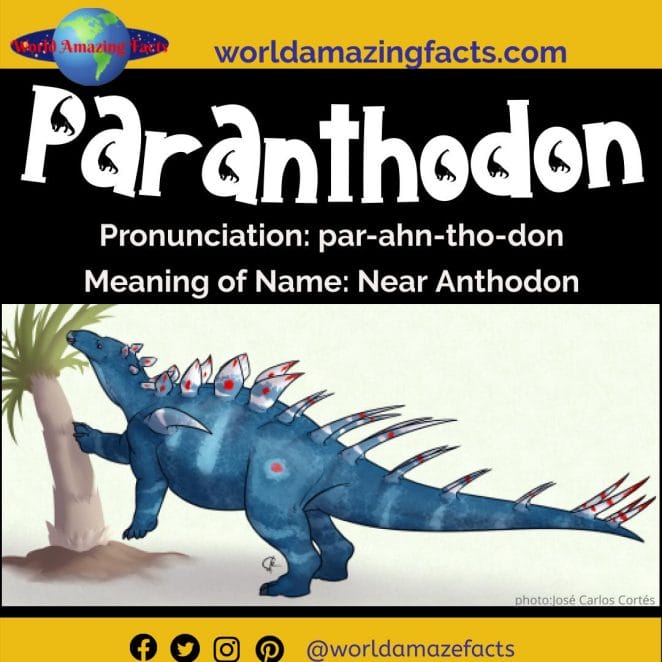 Paranthodon dinosaur