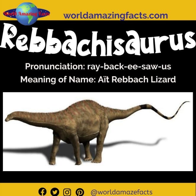 Rebbachisaurus dinosaur
