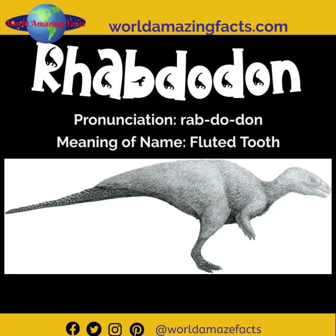 Rhabdodon dinosaur