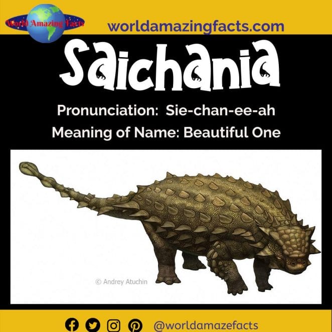 Saichania dinosaur