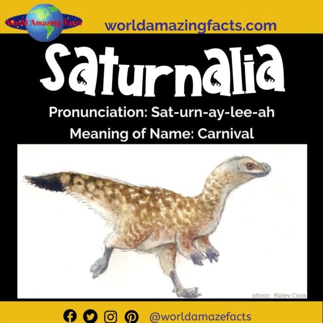 Saturnalia dinosaur