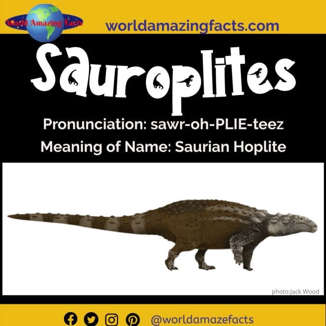 Sauroplites dinosaur