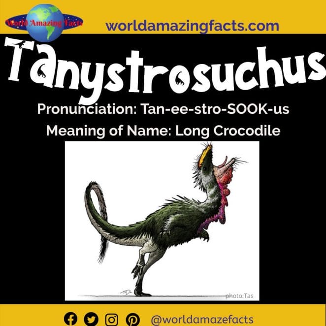 Tanystrosuchus dinosaur