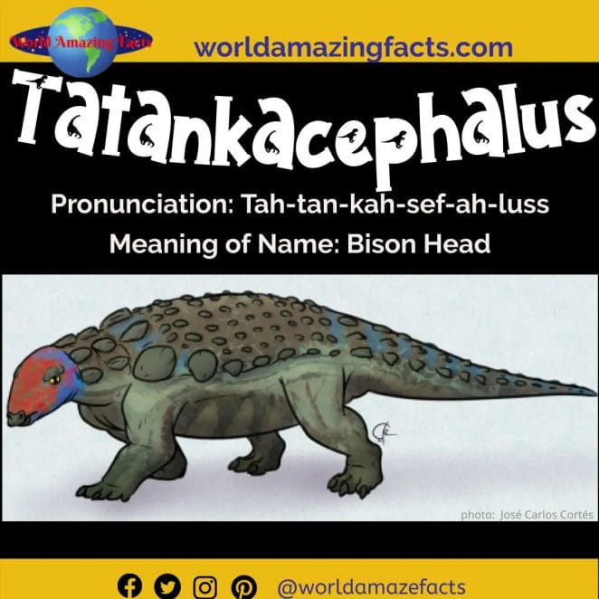 Tatankacephalus dinosaur