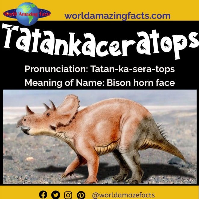 Tatankaceratops dinosaur