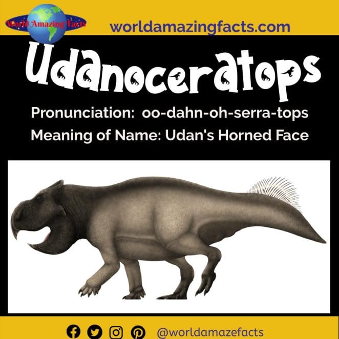Udanoceratops dinosaur
