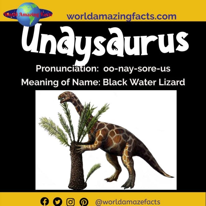 Unaysaurus dinosaur