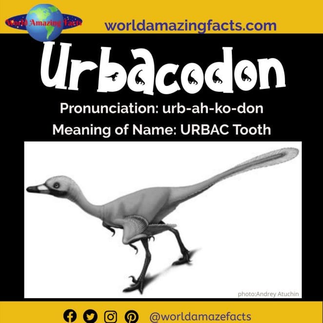 Urbacodon dinosaur