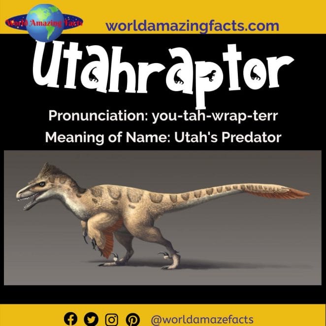 Utahraptor dinosaur