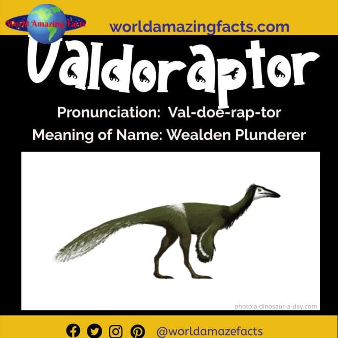 Valdoraptor dinosaur