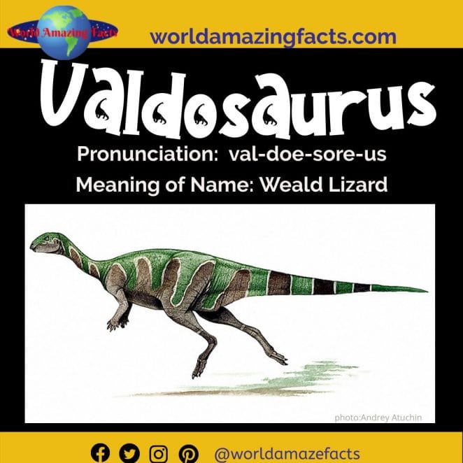 Valdosaurus dinosaur
