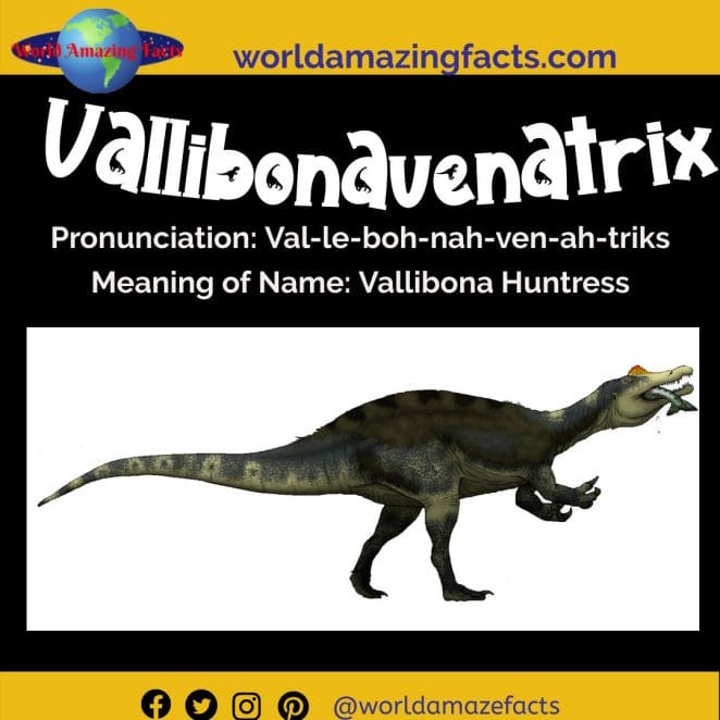 Vallibonavenatrix dinosaur
