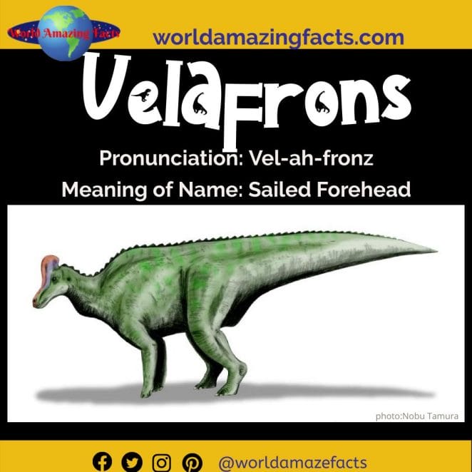 Velafrons dinosaur