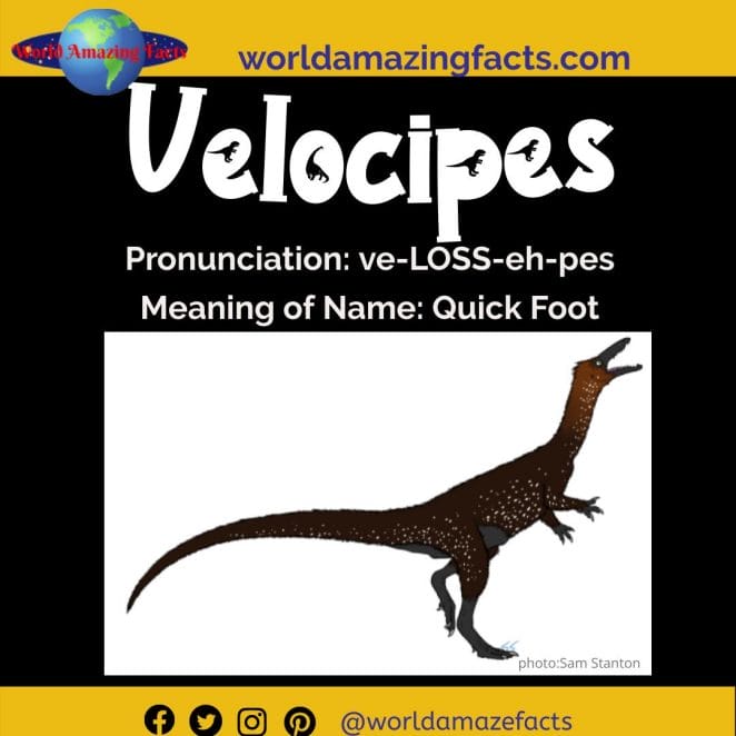 Velocipes dinosaur