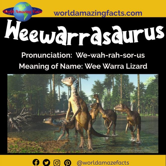 Weewarrasaurus dinosaur