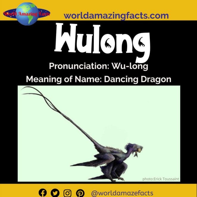 Wulong dinosaur