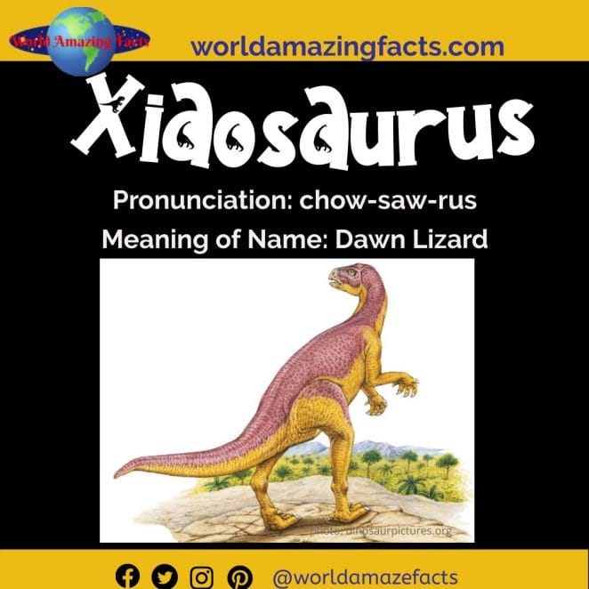 Xiaosaurus dinosaur
