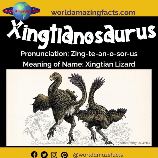 Xingtianosaurus dinosaur