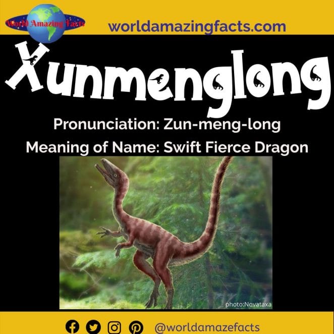 Xunmenglong dinosaur