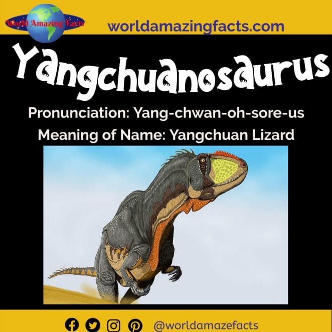 Yangchuanosaurus dinosaur