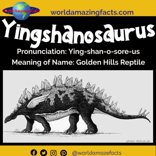 Yingshanosaurus dinosaur