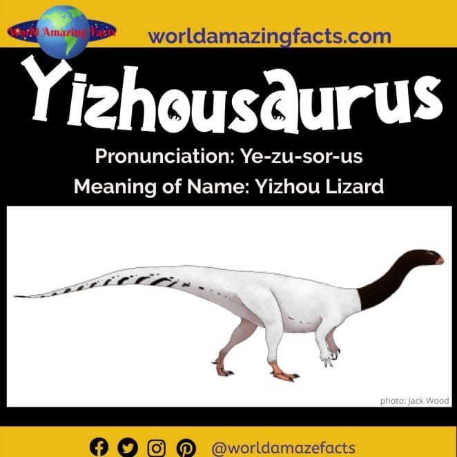 Yizhousaurus dinosaur