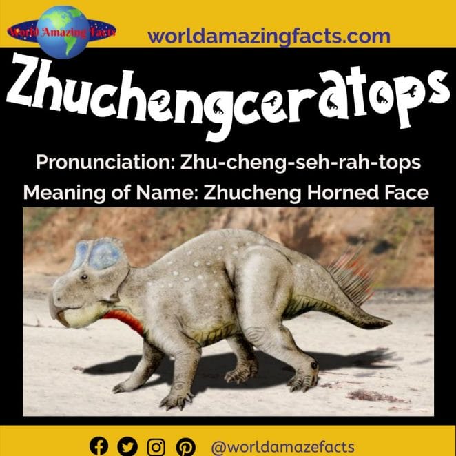 Zhuchengceratops dinosaur