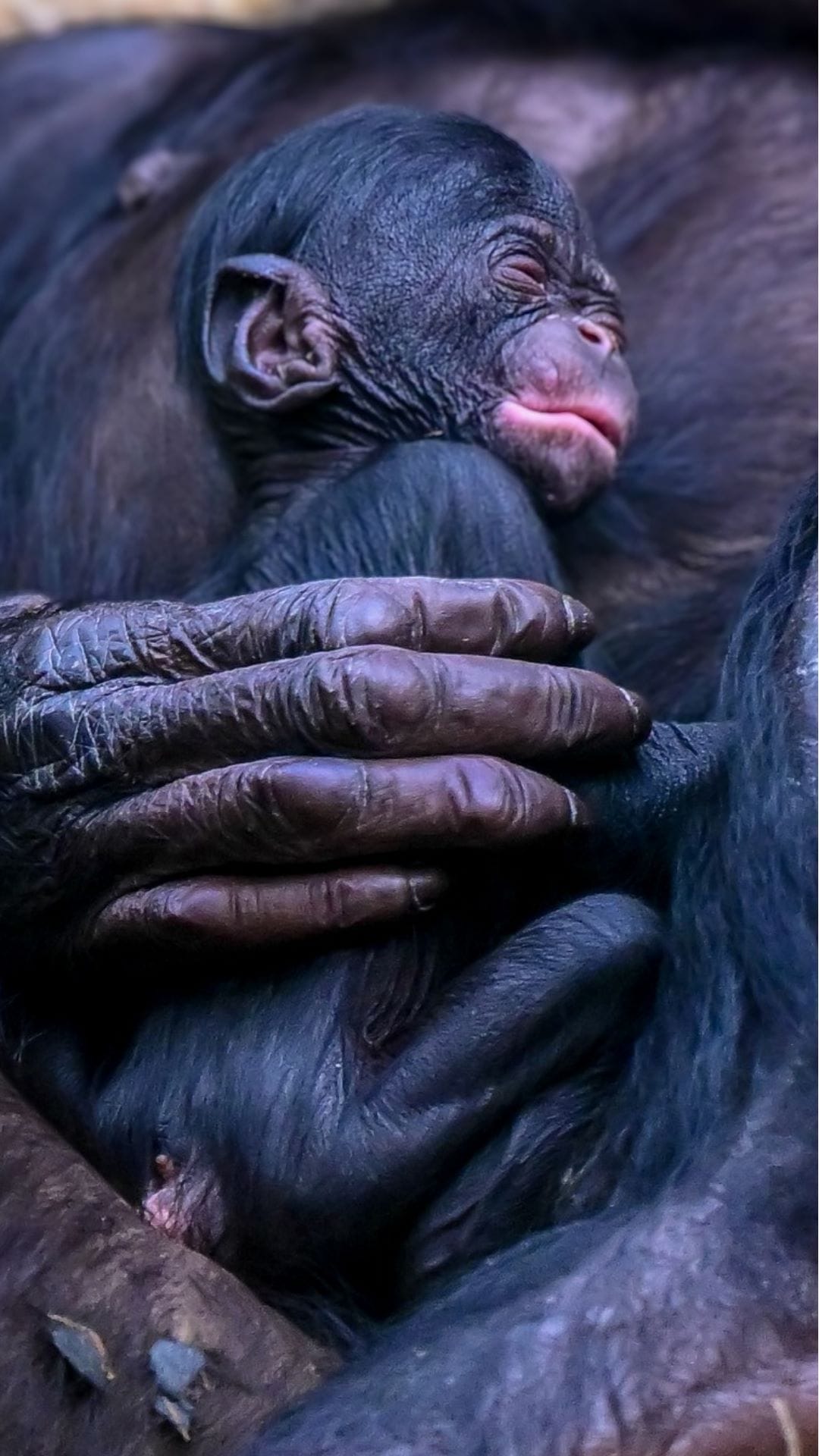 Baby Bonobo Milumbe